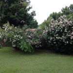 Norma Jean backyard Oklahoma