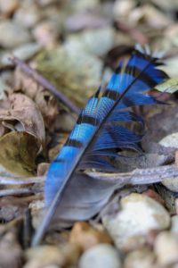 Blue Jay Feather -- Link Between Jaden and Marty